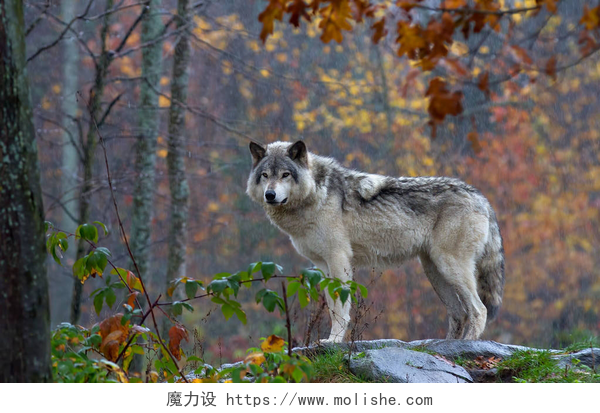 站在山顶上的狼森林狼或灰狼 (大犬狼疮) 站在岩石的顶部回首在加拿大的秋季雨天